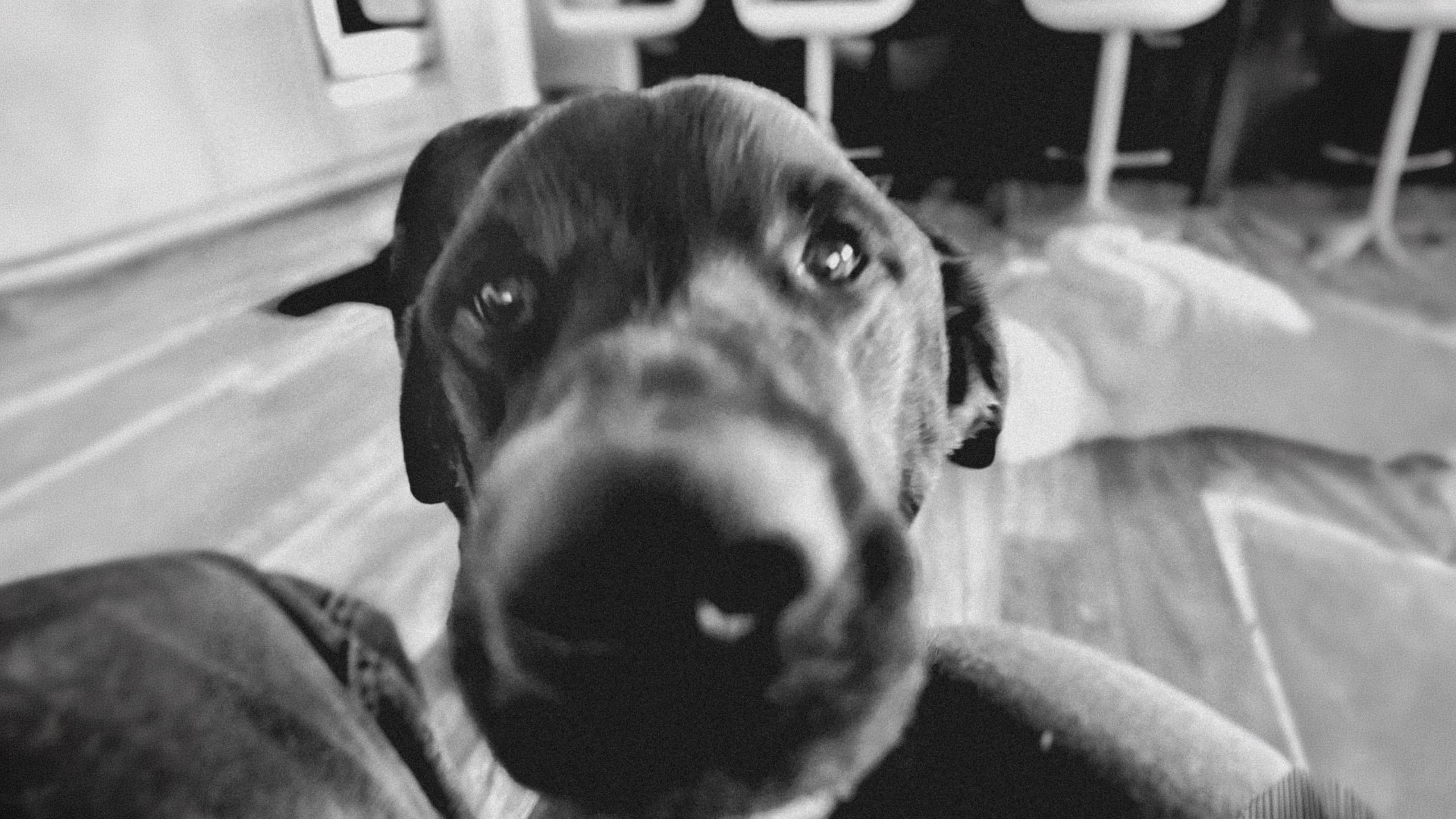 Hunter, nose close to the camera, looking up.