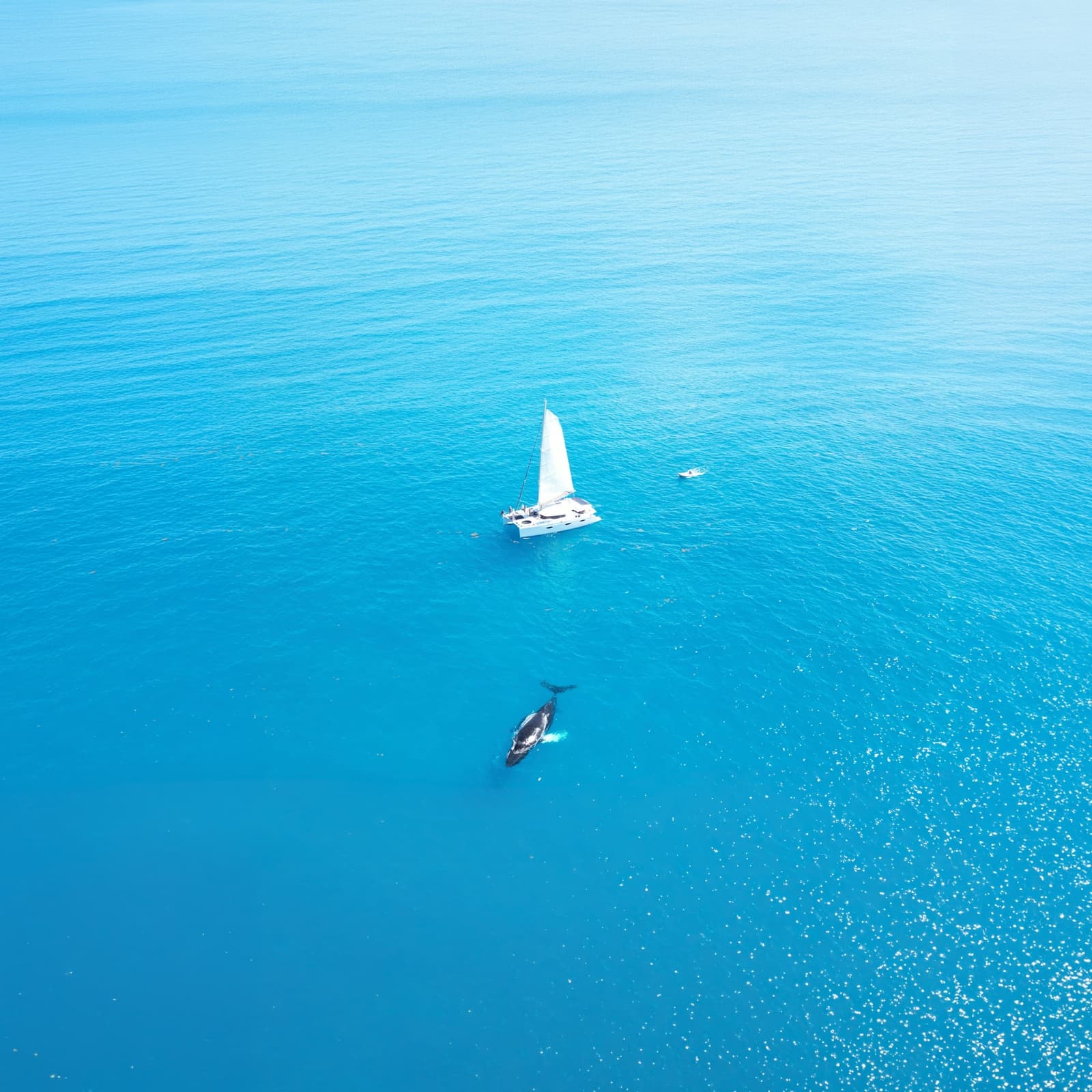 Perpetual Blue, Perpetual Blue